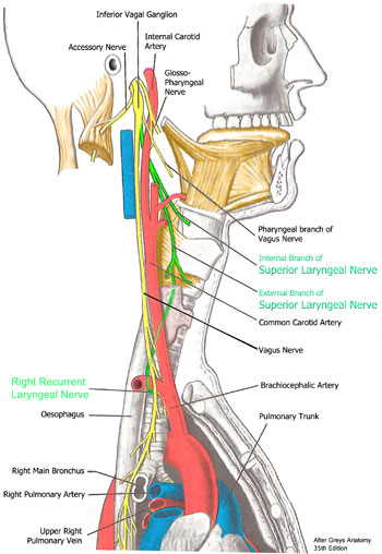 Right Recurrent Laryngeal Nerve